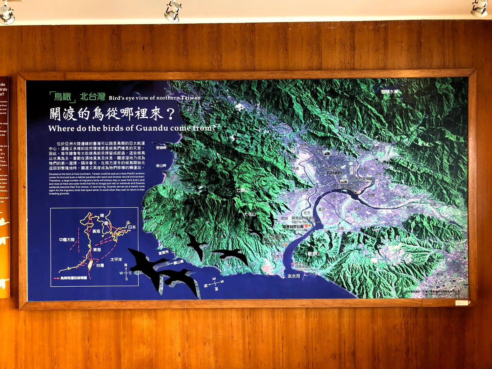 木牆上的展示看板，標題寫著「關渡的鳥從哪裡來？」，藍底的衛星地圖上畫著遷徙路線與飛鳥剪影