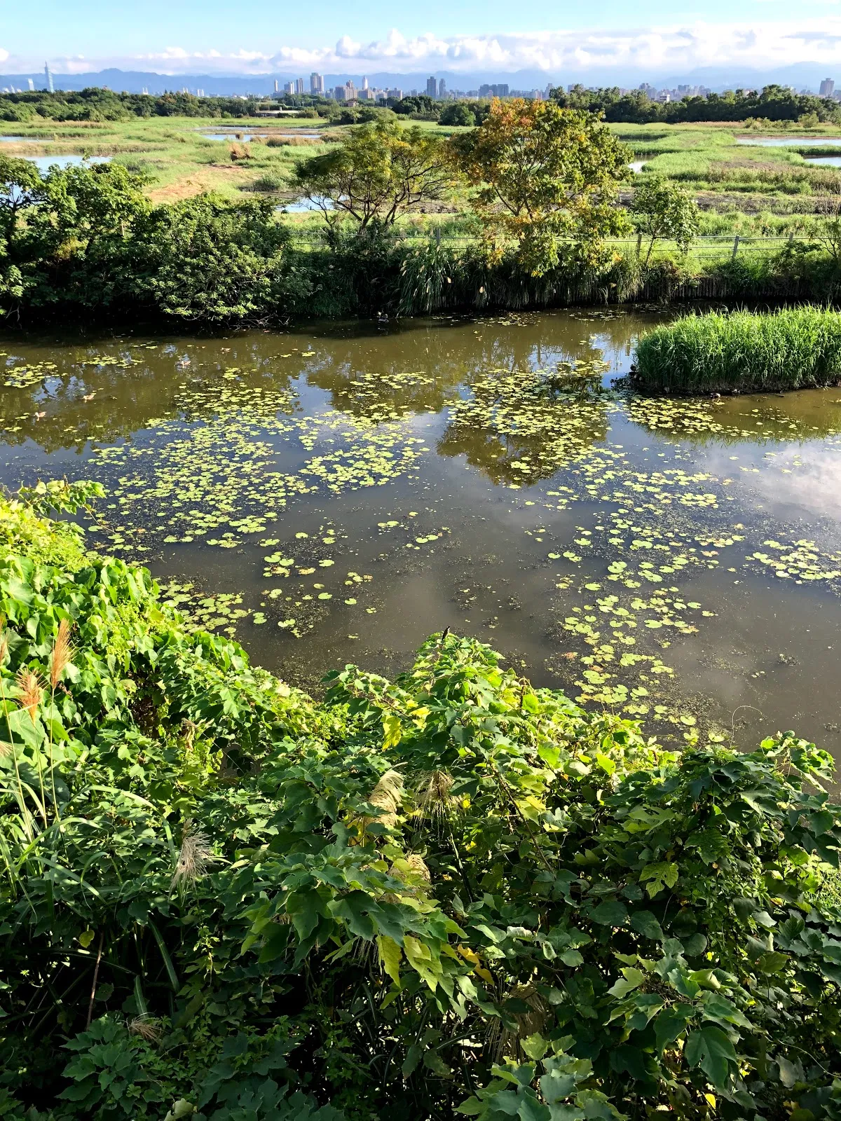 俯瞰水塘，水面浮著大片浮葉植物，四周長滿綠色灌木，遠方是市區天際線