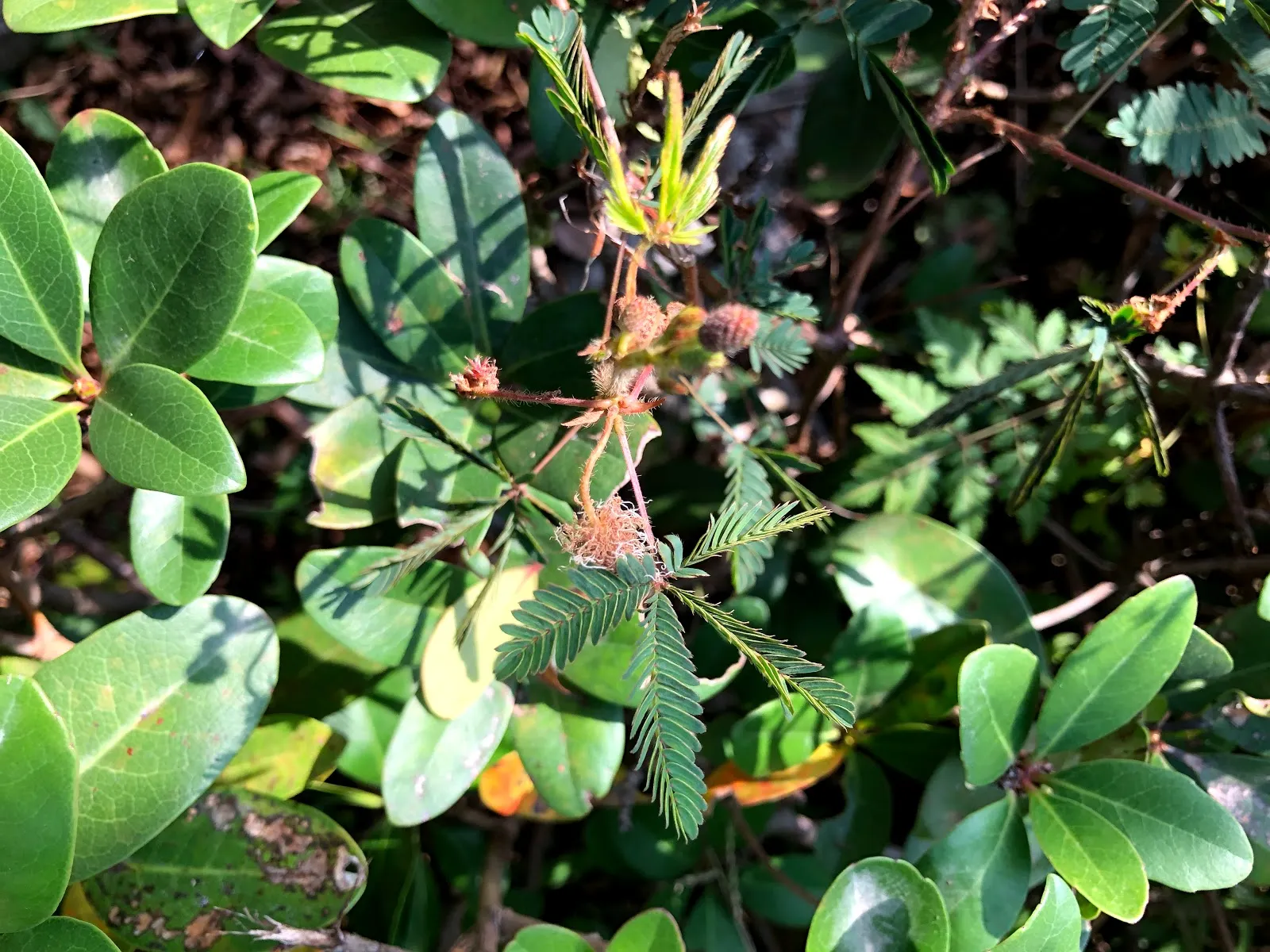 灌木叢的近拍，綠葉之間冒出幾簇淡粉色的細絨狀花朵