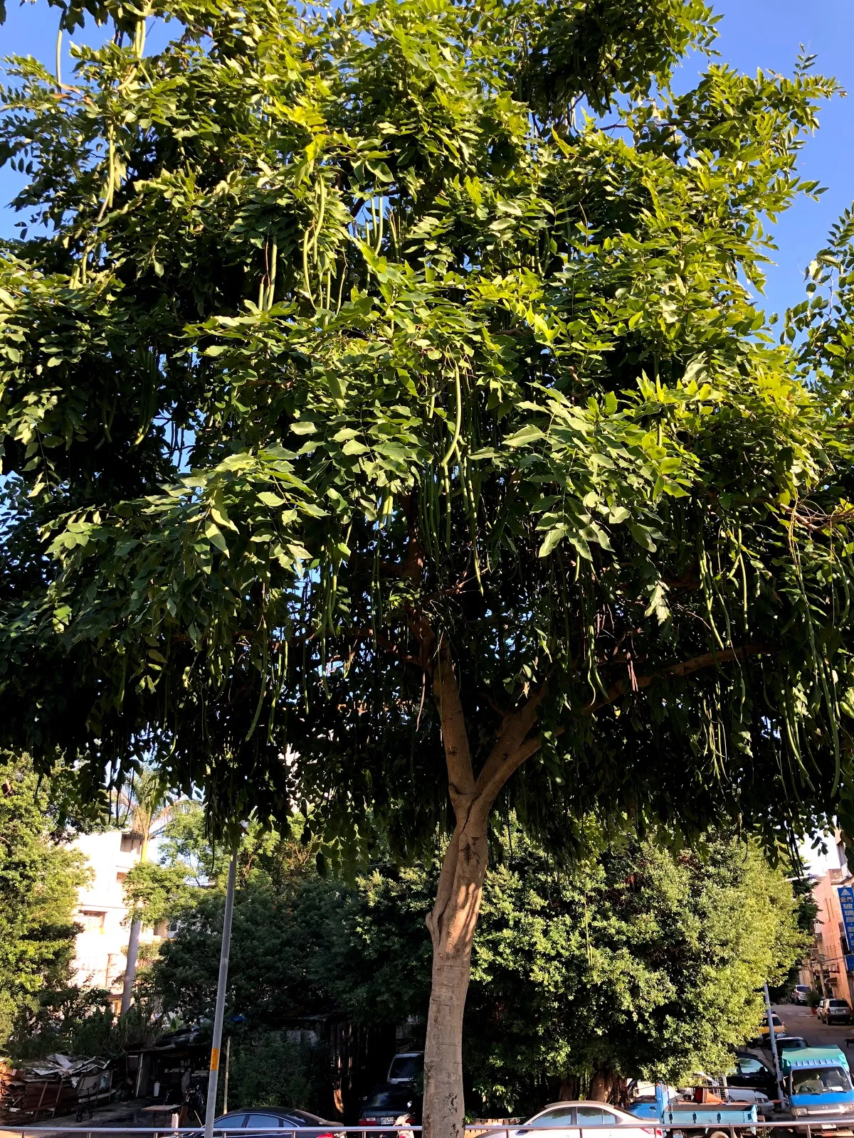 公園裡一棵枝葉茂密的大樹，藍天下的枝條垂著細長果穗，後方是街道與車輛