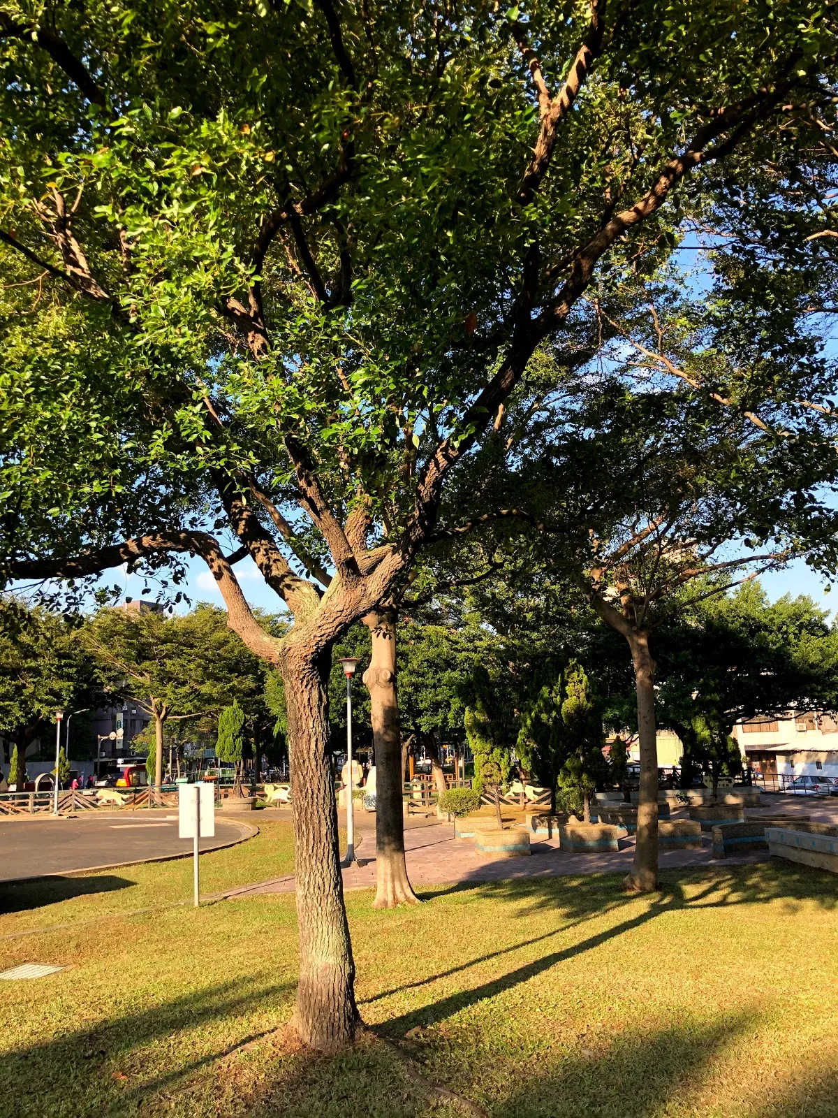 公園草地上的樹木，樹影落在草皮上，遠方是路口與街景