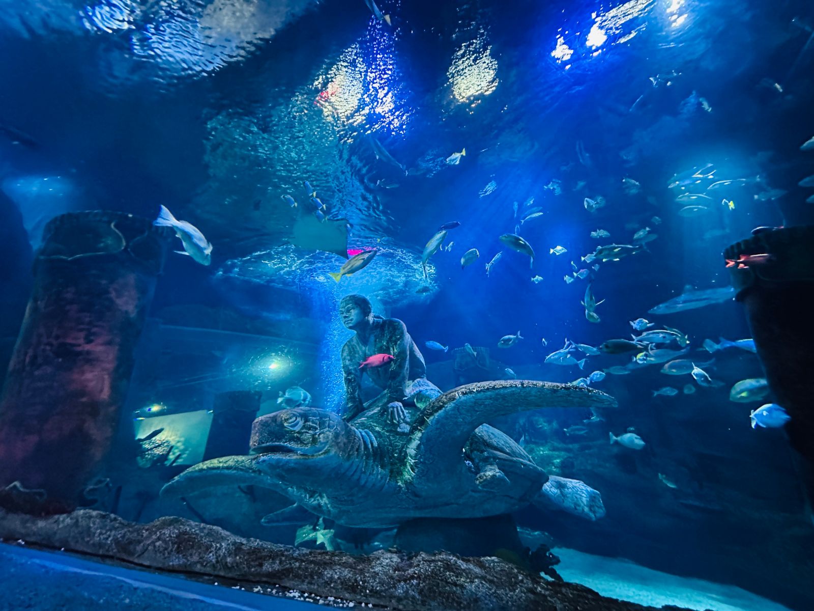 水族館區的大型水槽，一尊騎在海龜上的石雕沉在藍色水底，成群熱帶魚在上方游動