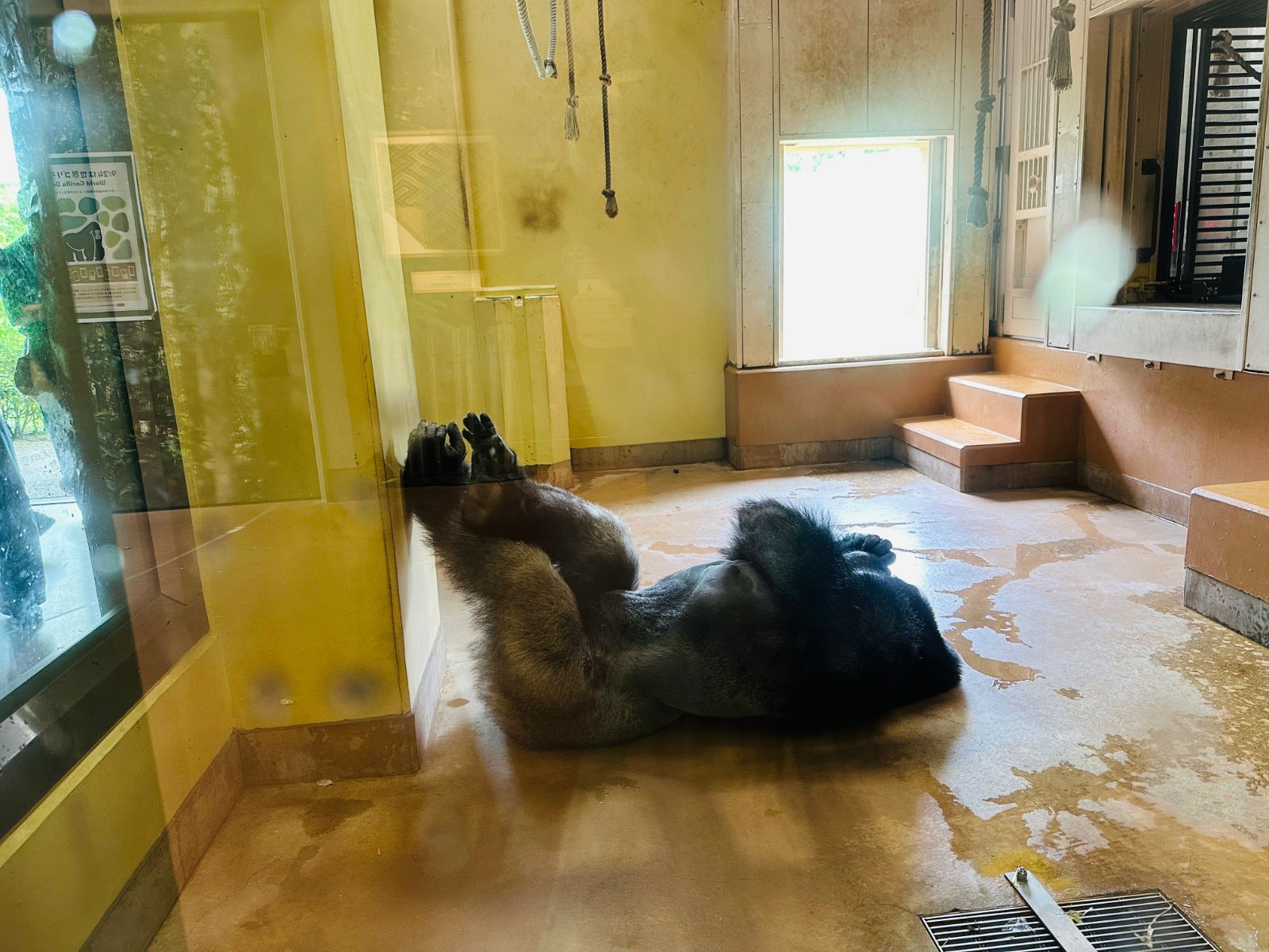 隔著玻璃看到的大猩猩，仰躺在地上把腳抵著玻璃，室內是米黃色的水泥牆與採光窗
