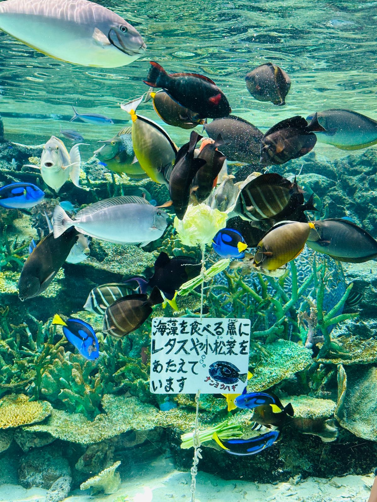 熱帶魚水槽,藍倒吊、粗皮鯛等各色魚群圍著一株萵苣覓食,中間立著手寫的日文餵食解說牌