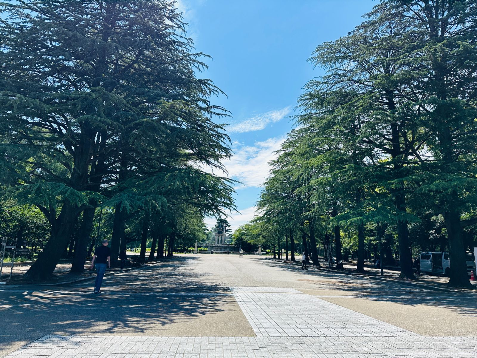 名古屋港園區的林蔭步道,兩排高大的雪松夾道,藍天上飄著幾絲白雲