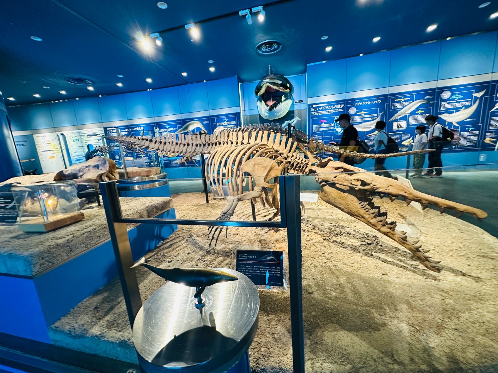 鯨魚骨骼標本展示區,完整的骨架橫躺在沙地上,後方藍色展板掛著虎鯨模型與解說圖